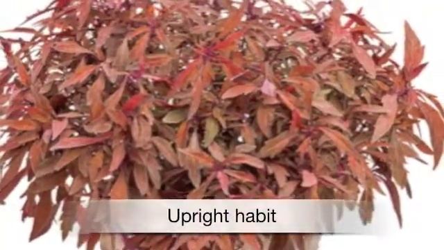 Coleus Colorblaze Velvet Mocha