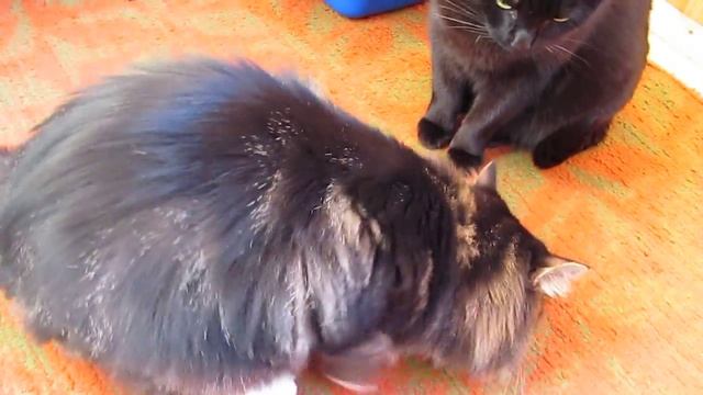 Коты и жук-пожарник смотреть онлайн