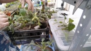 Черенкование георгины низкорослой.