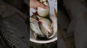 КРУПНАЯ КРАСНОПЕРКА НА ПАШКИНУ ПРИКОРМКУ  #рыбалкавастрахани