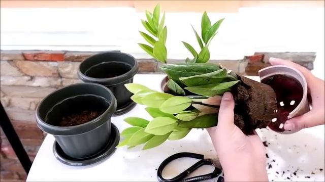 (Update After 100 Days) ZZ Plant / Zanzibar Gem Propagation from Stem Cuttings смотреть онлайн