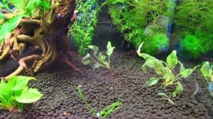 Гурами карликовый (Trichopsis pumila)