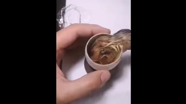 Как вырастить цыпленка из открытого яйца смотреть онлайн