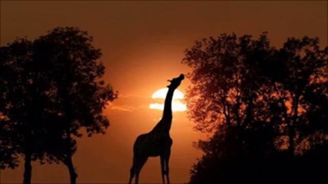 #morroco #senegal # أفريقيا The most wonderful African music African fantasy смотреть онлайн