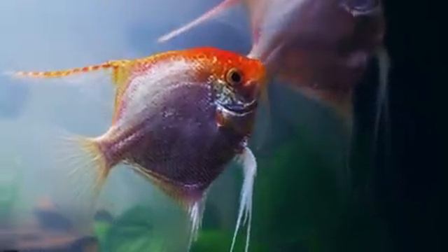 4K Sea Animals With Relaxing Music - Beautiful Coral Reef Fish in Aquarium - Colors Under The Ocean смотреть онлайн