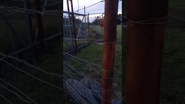 Зрительный контакт. Сервал встретил львов. смотреть онлайн