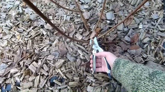 Весенняя обрезка метельчатой гортензии. Когда лучше черенковать гортензию смотреть онлайн