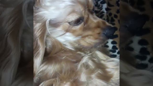 Почему кокер спаниель? Просто милее собаки нету. смотреть онлайн