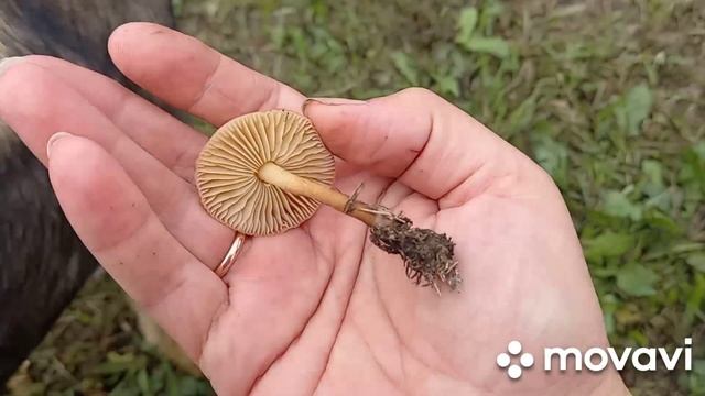 ❗ЛУГОВЫЕ ОПЯТА В ЦЕНТРЕ ГОРОДА❗ смотреть онлайн