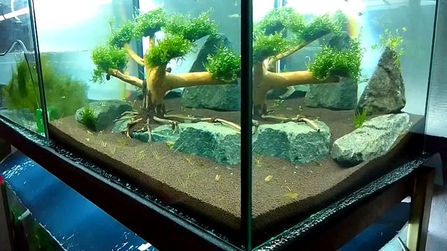 акваскейп 60л дерево сказка смотреть онлайн