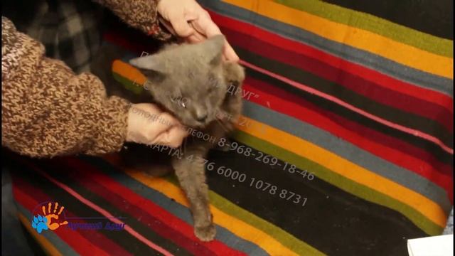 Кот Стёпа смотреть онлайн