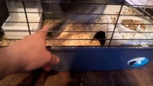 Шиншила- содержание в домашних условиях