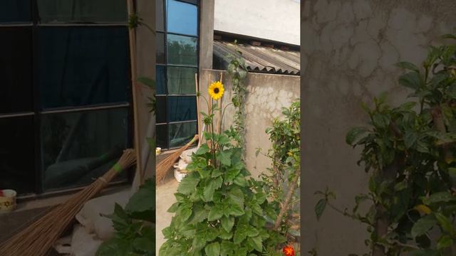 Sunflower miniature Update care in summer / Winter смотреть онлайн