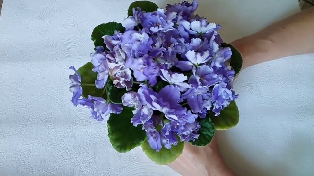 Шапочное цветение фиалок! В чем Секрет? Фиалки у Алисы. смотреть онлайн