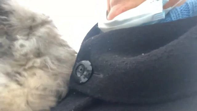 Непредвиденная оттепель. Выходим на прогулку. смотреть онлайн