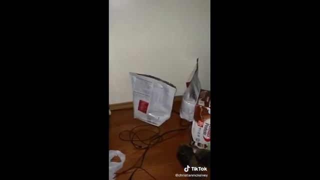 #shorts THERE'S IS HAMSTER BOYS смотреть онлайн