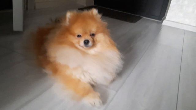 Спящий Шпицуля смотреть онлайн