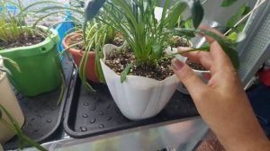 Как сохранить Гацанию (Газанию) зимой/ Гацания (Газания) в кашпо после пересадки/ Часть 2