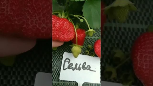 Сорт клубники Сельва. смотреть онлайн