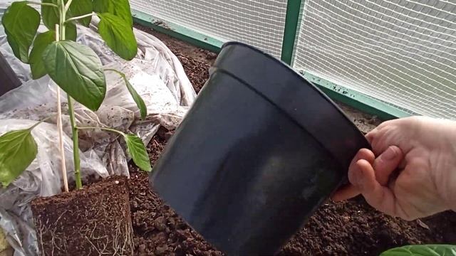 Перец и баклажаны переехали в теплицу!!! смотреть онлайн