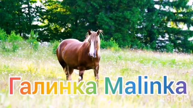 Ольга Уралочка live /Просят деньги на лечение /Уралочка и Сафар /Кто виноват? /Обзор Влогов / смотреть онлайн