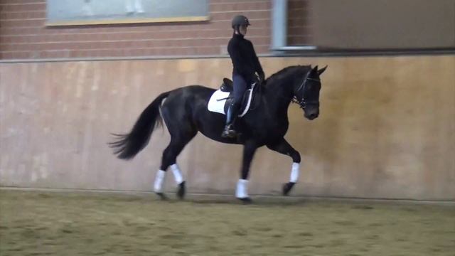 Samba Hit I-Weltfriede mare * 2012 for sale смотреть онлайн