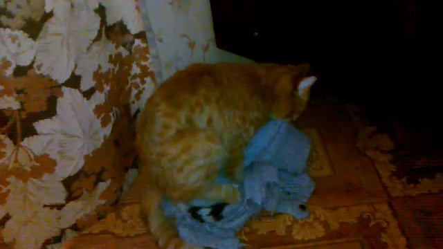 Котэ и свитер.mp4 смотреть онлайн