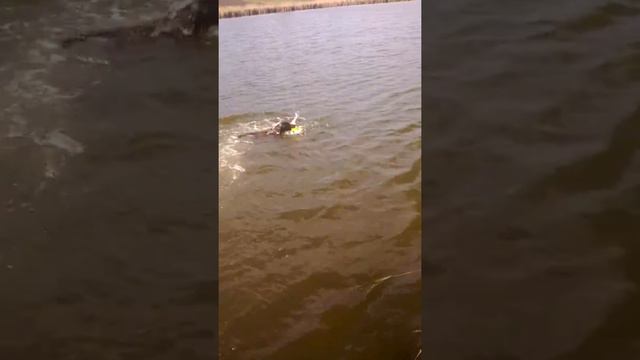 Прыжок за игрушкой в воду курцхар смотреть онлайн
