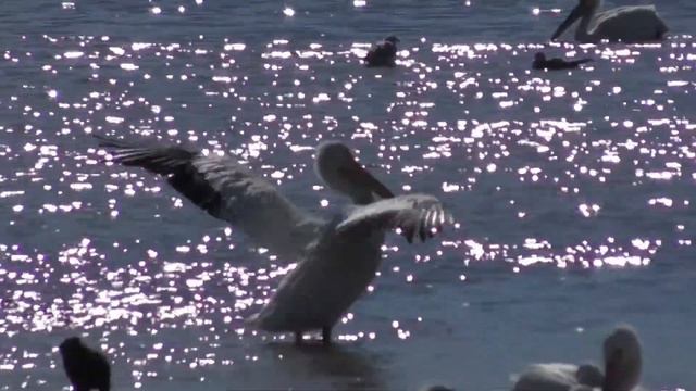 Любовь и Благодарность Воде. смотреть онлайн