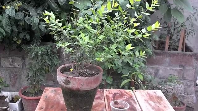 How To Care Myrtus Communis Hedge | Myrtle Tree Care | Its Not A Cardamom Plant (UrduHindi) смотреть онлайн