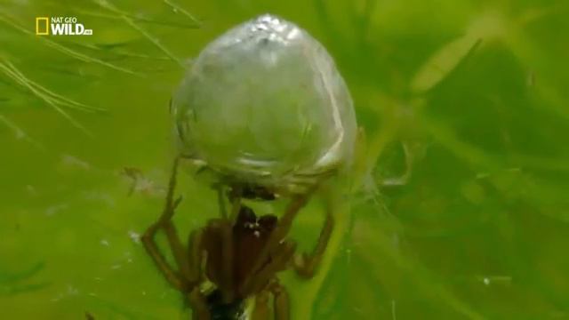 Дикая природа Великобритании ⁄ 2 серия - Водоемы смотреть онлайн