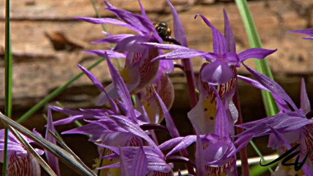 Calypso bulbosa var. occidentalis Orchid - Western Fairy Slipper or Venus's slipper HD смотреть онлайн