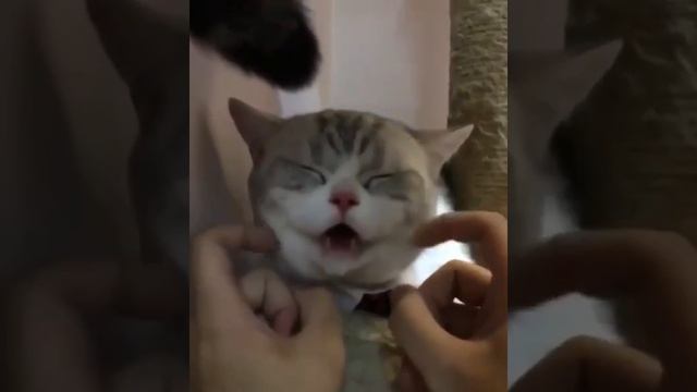 Шерстяные щечки смотреть онлайн