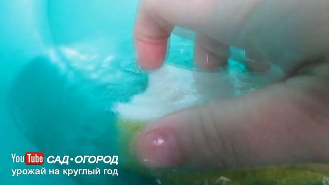 Как прорастить семена перед посадкой в губке? Способы проращивания семян #1 смотреть онлайн