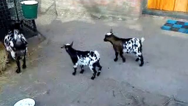 Камерунские козочки. Днепр. смотреть онлайн