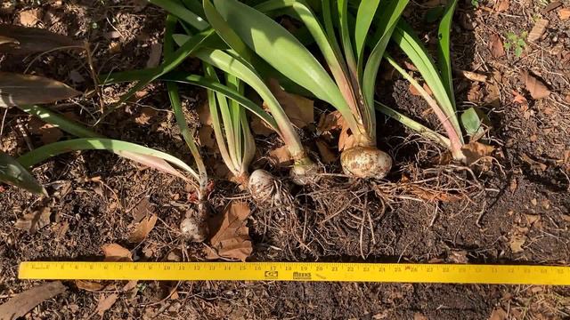 BREAKING UP is EASY to DO! EXPERIMENT: Separating Amaryllis Bulbs to Propagate More for Next Year! смотреть онлайн