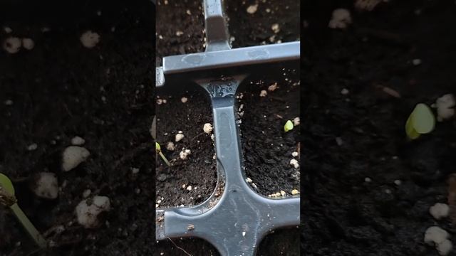 Циннии и георгины взошли через три дня ! 2023 год, 3 апреля смотреть онлайн