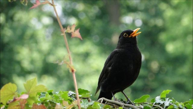 Germany: The Oldenburg Castle Garden (Schlossgarten) смотреть онлайн