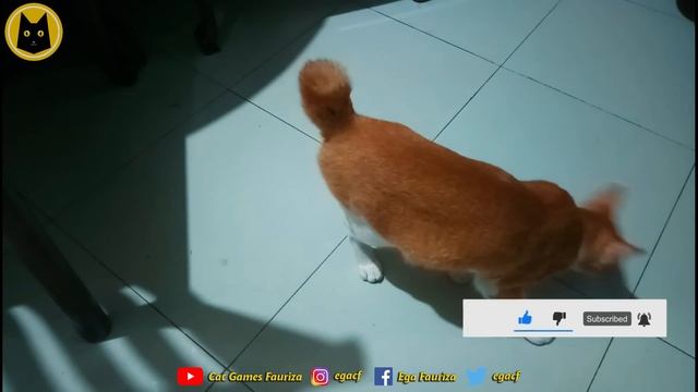 Cat sounds to scare mice away ⭐ Rats will go away ? cat sound effect смотреть онлайн
