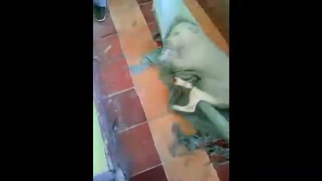 Suzana Trindade chaves смотреть онлайн