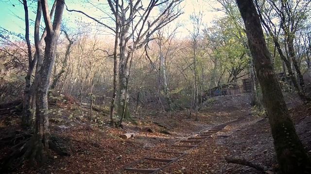 Видео заставка для монтажа.Лес смотреть онлайн