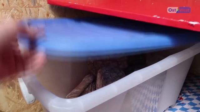 Осознанное потребление: как дешево есть и одеваться в Германии с пользой для экологии