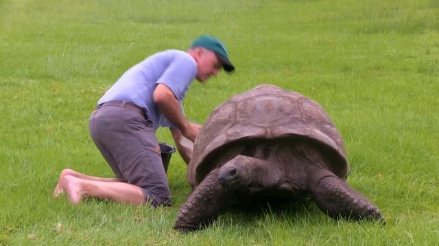 10 САМЫХ СТАРЫХ ЖИВОТНЫХ НА ЗЕМЛЕ смотреть онлайн