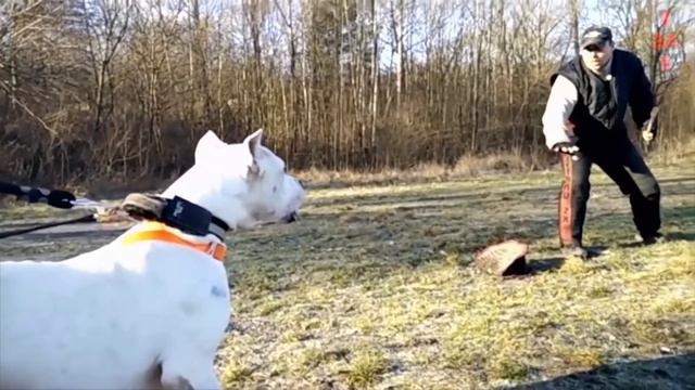 ЯГУАР против АРГЕНТИНСКОГО ДОГА КТО СИЛЬНЕЕ смотреть онлайн