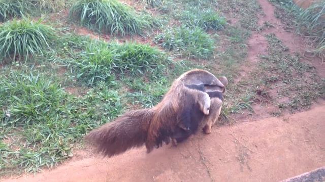 Brazilian's cutest animal - Tamanduá смотреть онлайн
