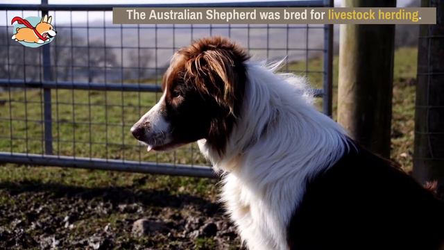 Border Collie Vs. Australian Shepherd: 10 Ways To Tell Them Apart смотреть онлайн