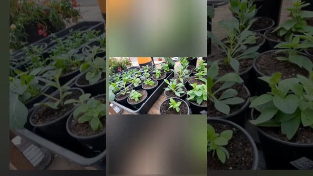 черенок Агрофирмы ,,Виола,, - что с ним произошло за 10 дней???? смотреть онлайн
