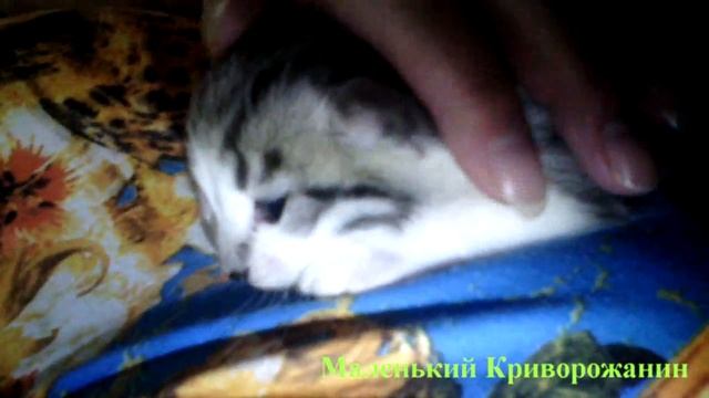 Маленький Криворожанин Котенок Рожден 9-го Мая В День Победы смотреть онлайн