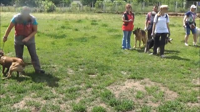 Джили. 26.06.2016 г. Элементы послушания. смотреть онлайн