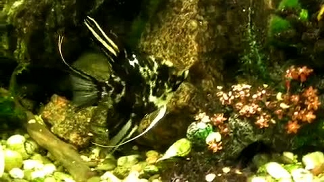 новые жители аквариума